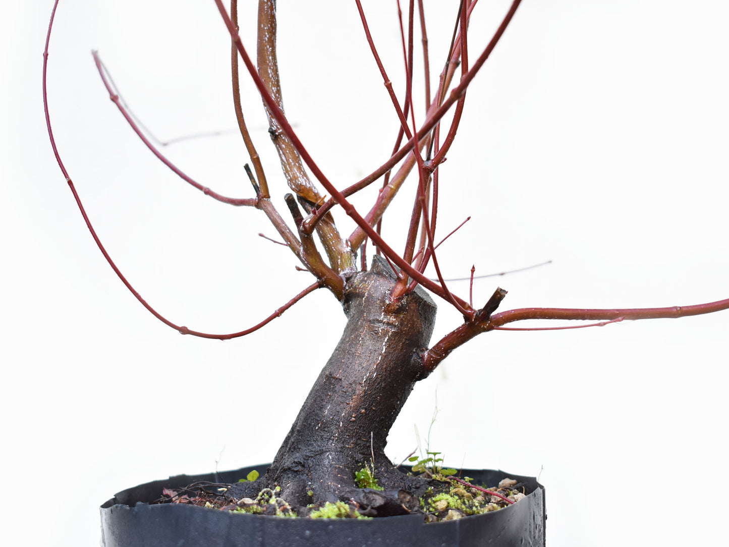 BASE DE ARCE JAPONES (Acer Palmatum)