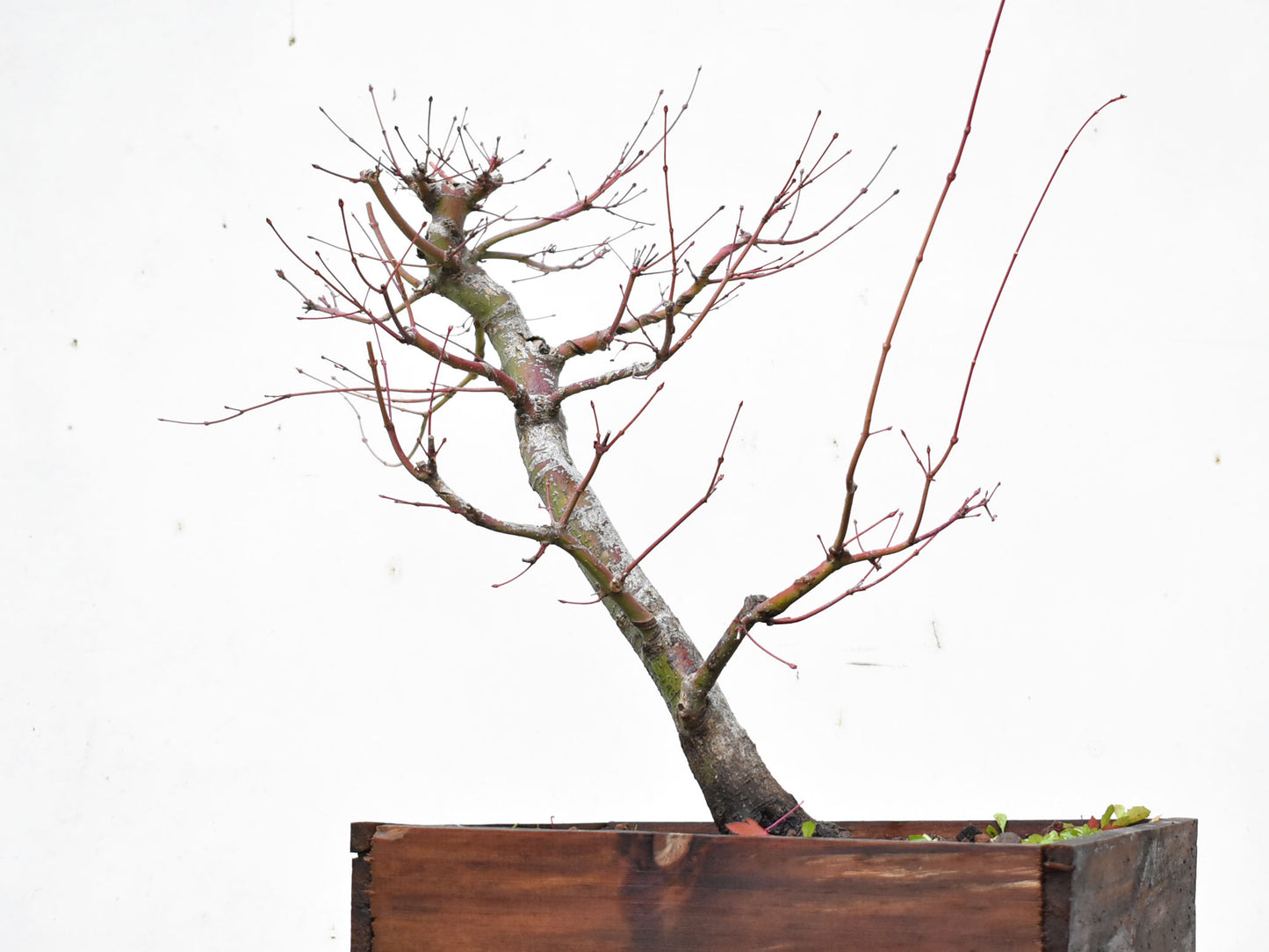 ARCE JAPONES (Acer Palmatum)