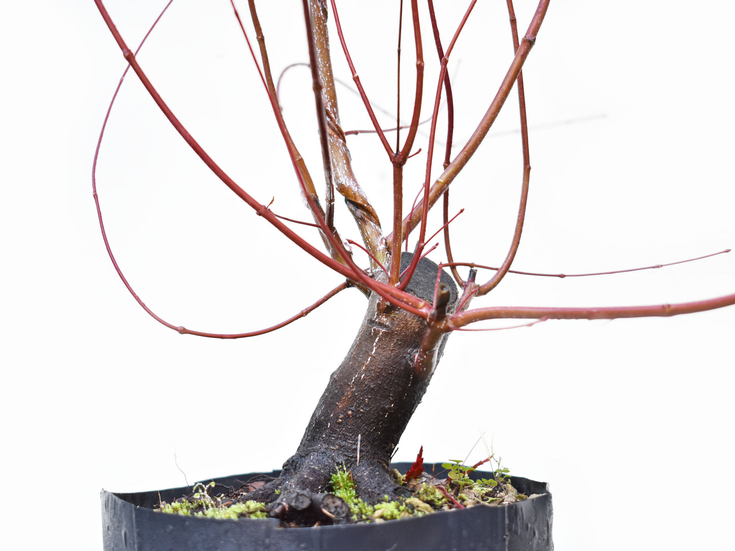 BASE DE ARCE JAPONES (Acer Palmatum)