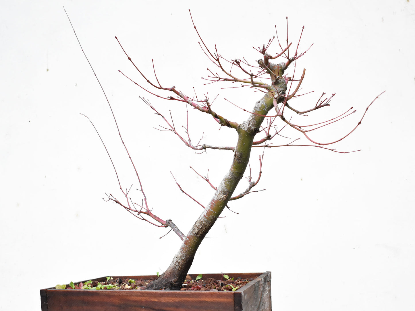 ARCE JAPONES (Acer Palmatum)
