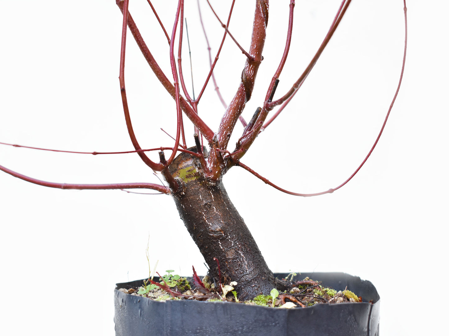 BASE DE ARCE JAPONES (Acer Palmatum)
