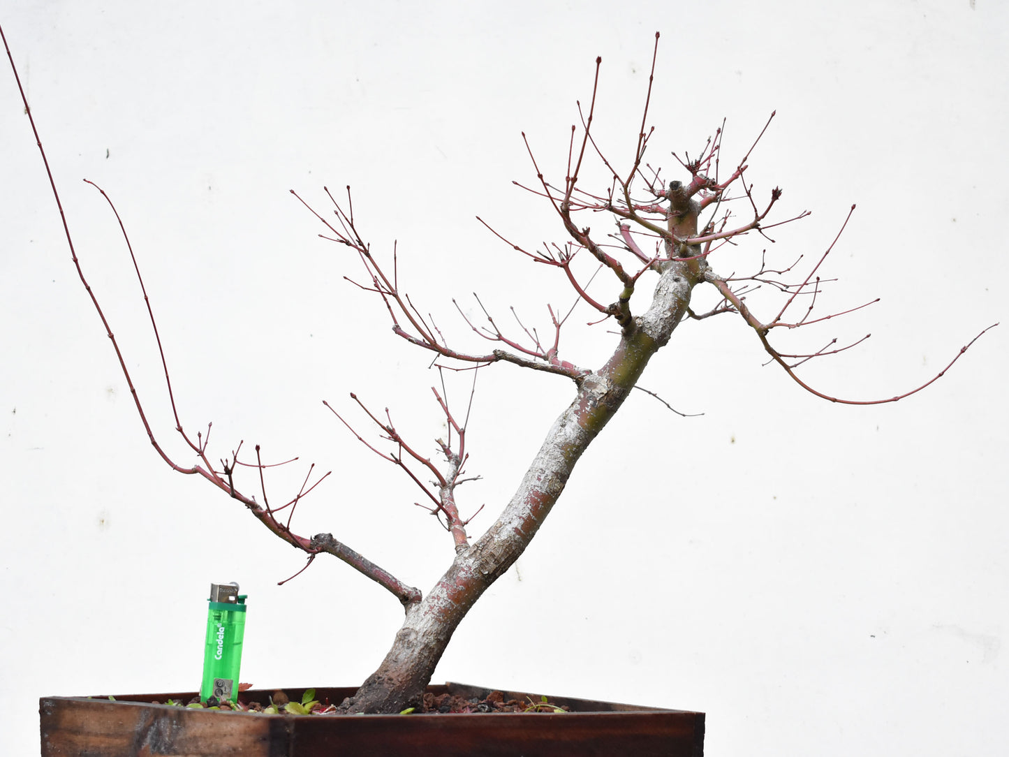 ARCE JAPONES (Acer Palmatum)