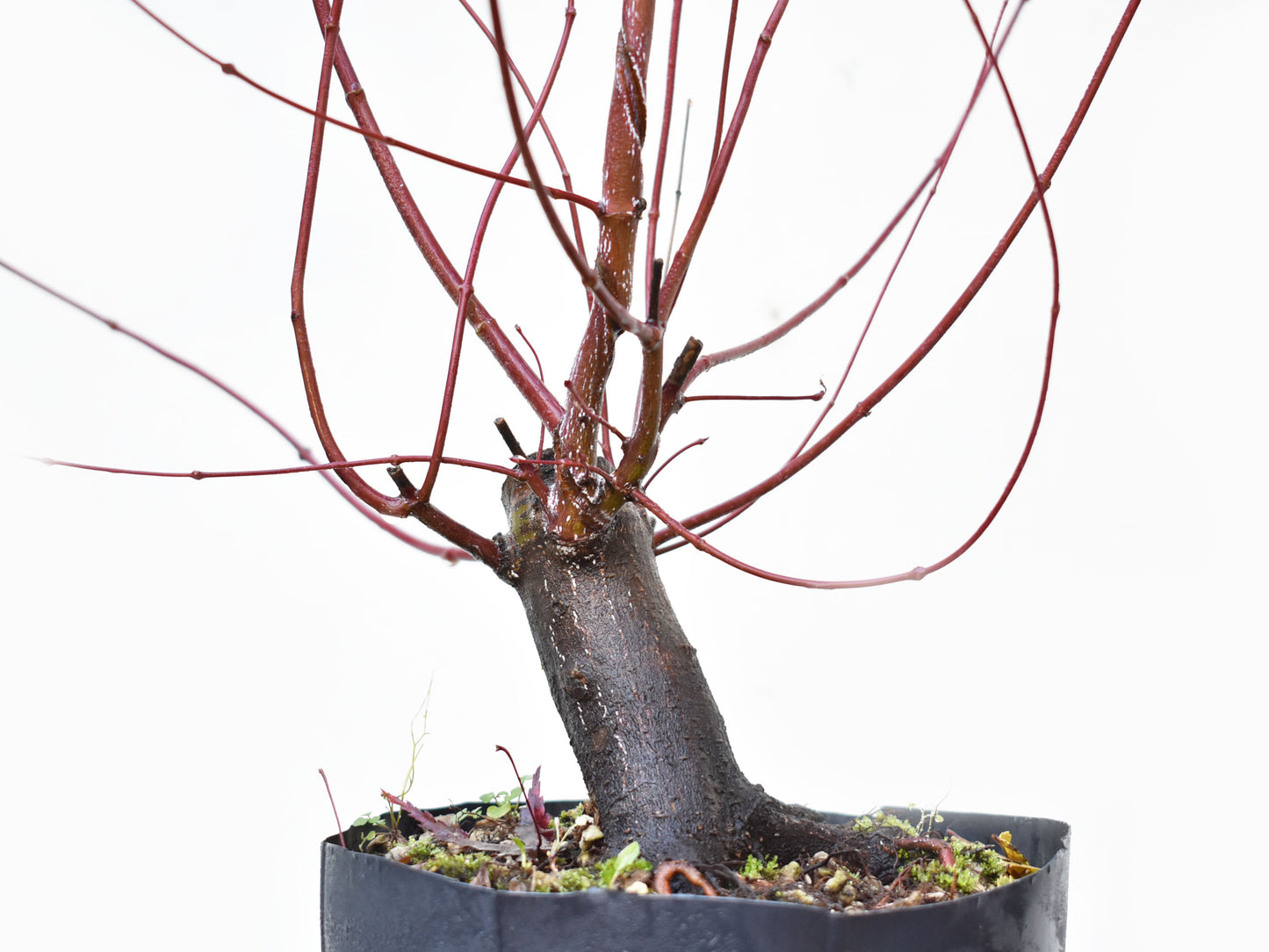 BASE DE ARCE JAPONES (Acer Palmatum)