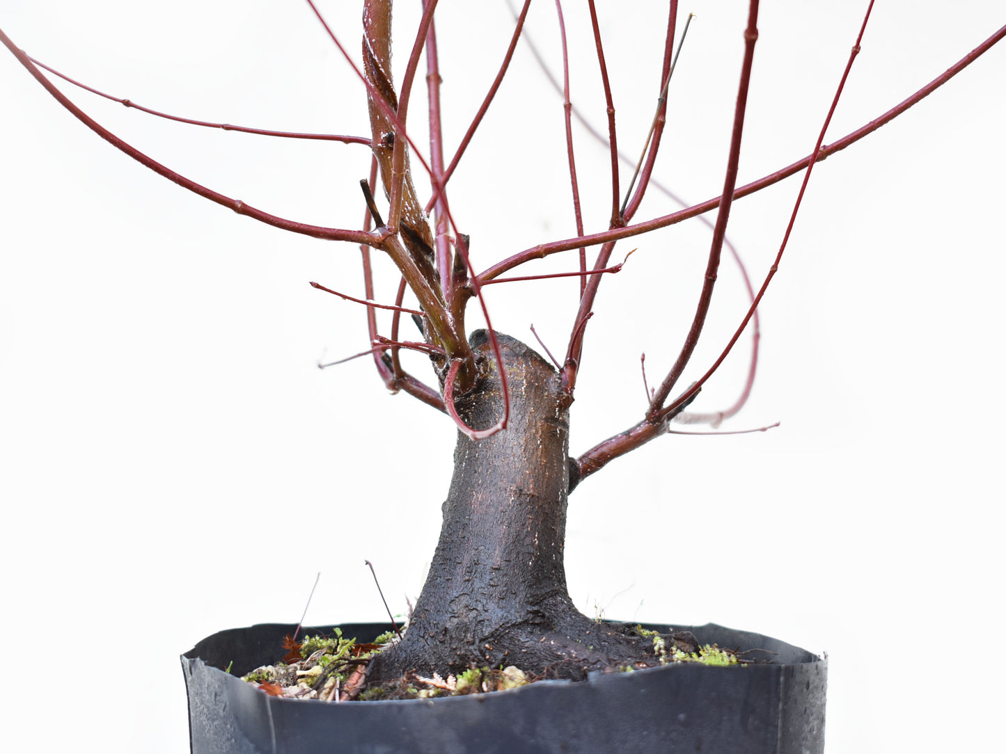 BASE DE ARCE JAPONES (Acer Palmatum)