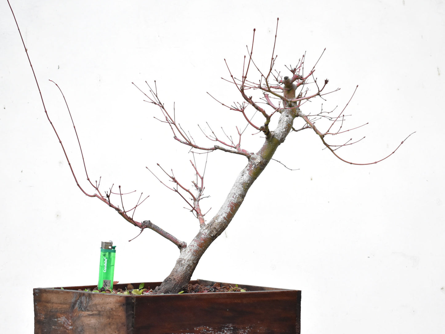 ARCE JAPONES (Acer Palmatum)