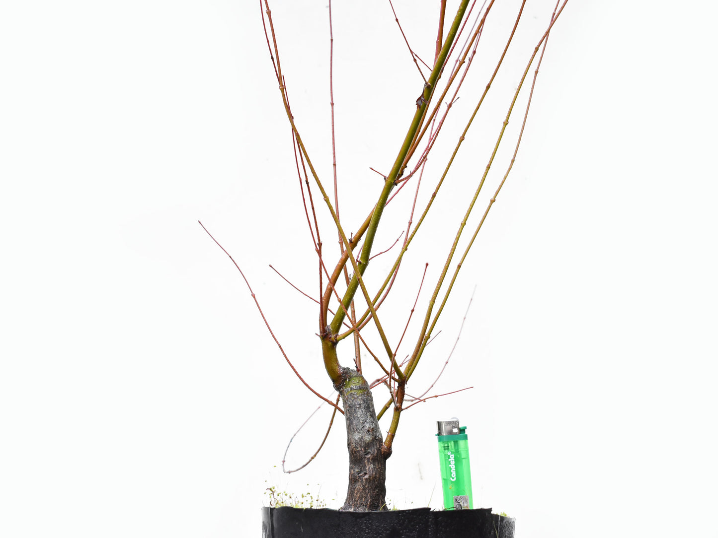 BASE DE ARCE JAPONES (Acer Palmatum)