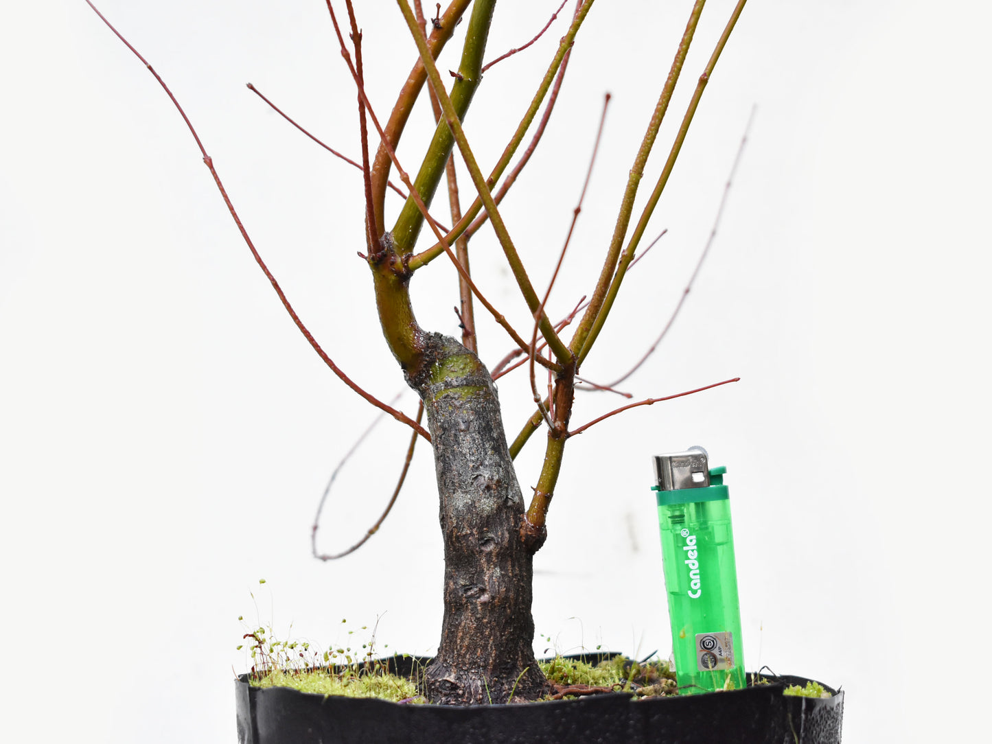 BASE DE ARCE JAPONES (Acer Palmatum)