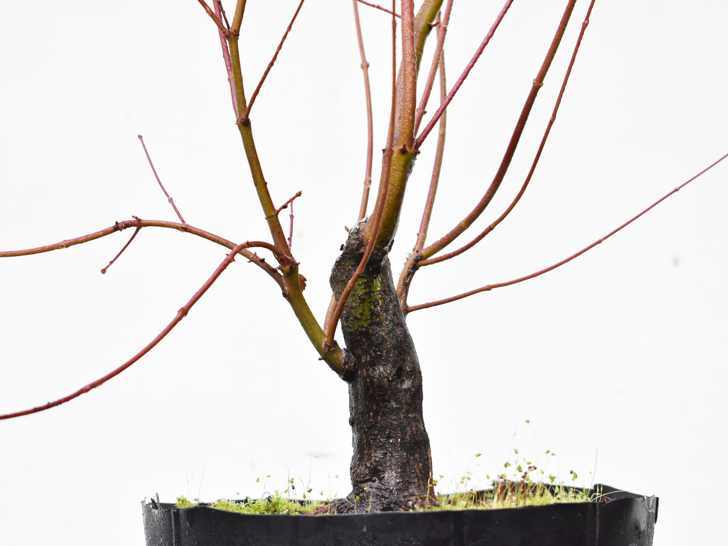 BASE DE ARCE JAPONES (Acer Palmatum)