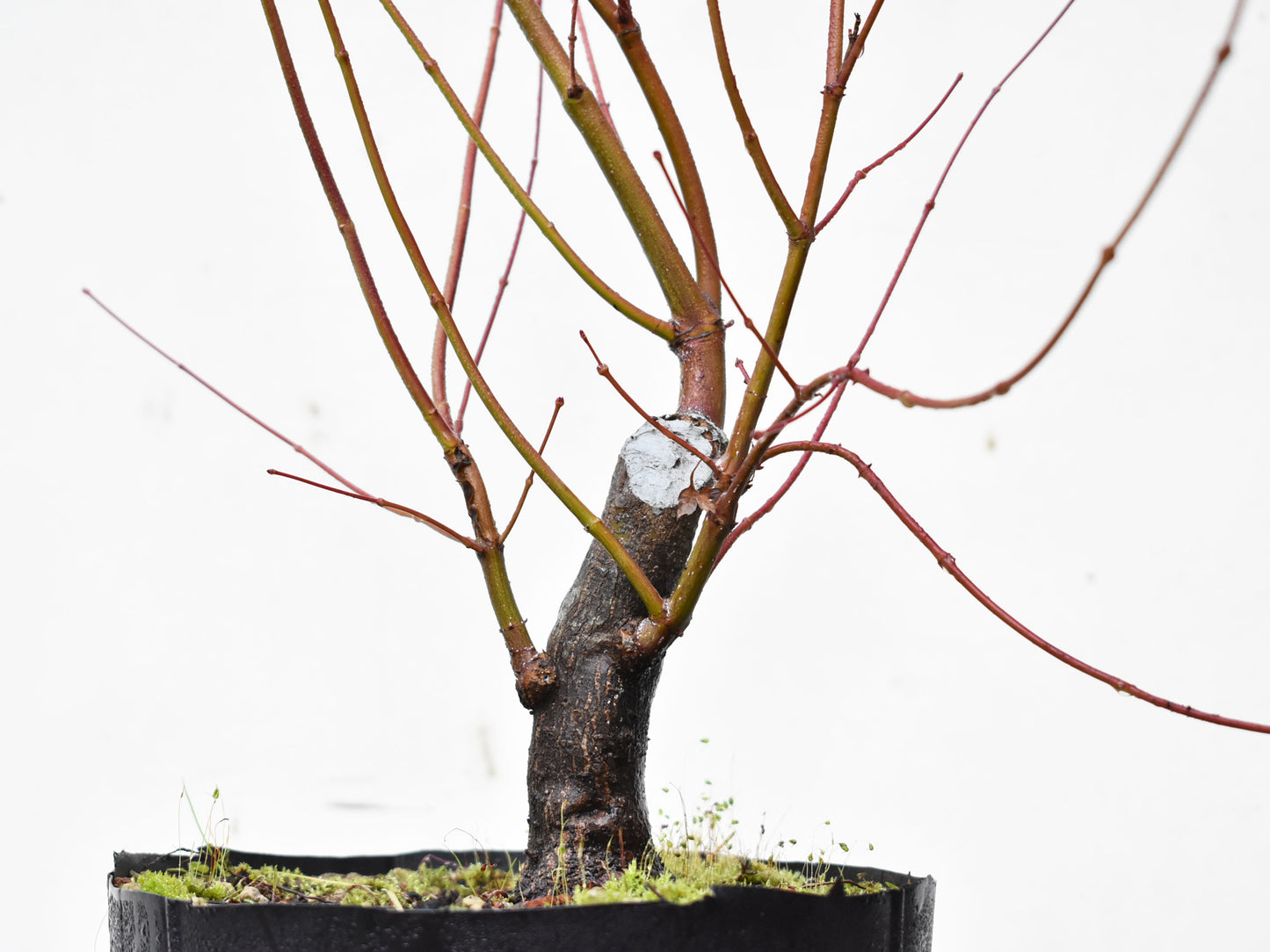 BASE DE ARCE JAPONES (Acer Palmatum)