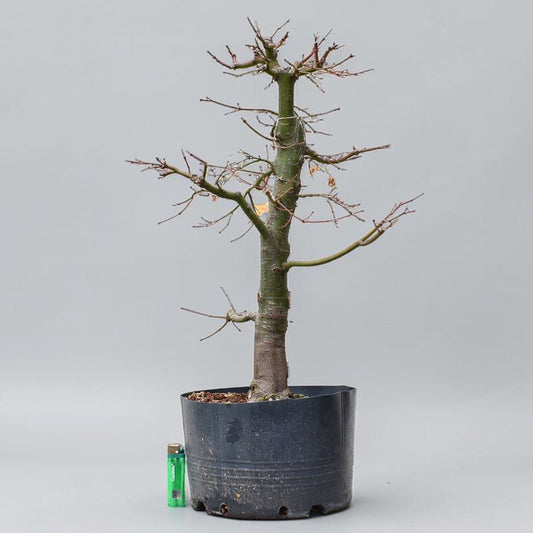 ARCE JAPONES (Acer Palmatum)