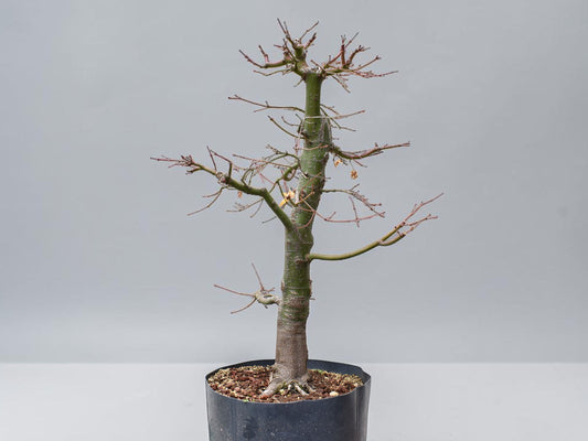 ARCE JAPONES (Acer Palmatum)