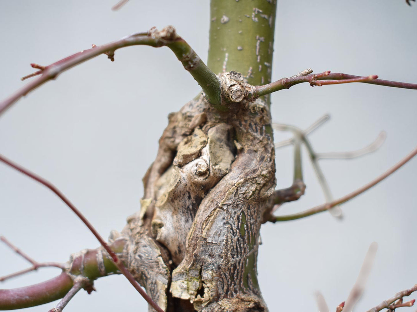 ARCE JAPONES (Acer Palmatum)