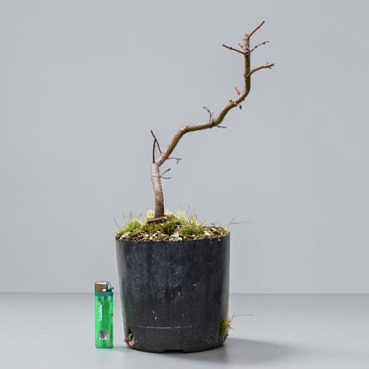 ARCE JAPONES (Acer Palmatum)