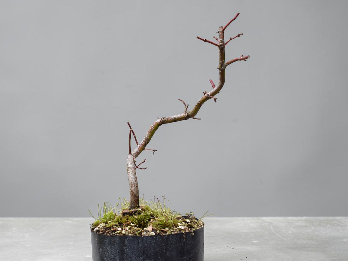 ARCE JAPONES (Acer Palmatum)