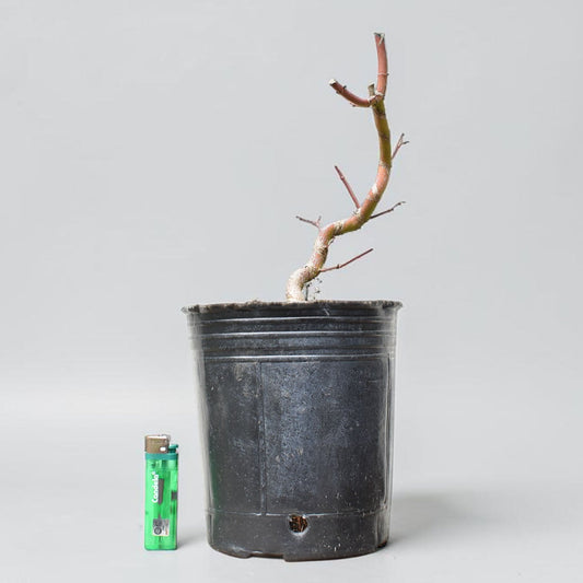ARCE JAPONES (Acer Palmatum)