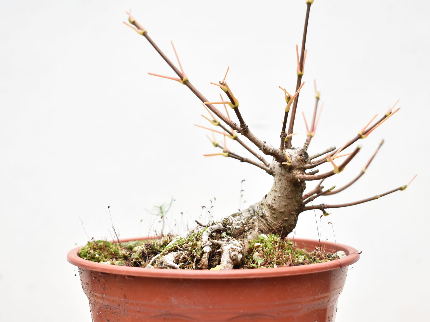 ARCE CAMPESTRE (Acer Campestris)