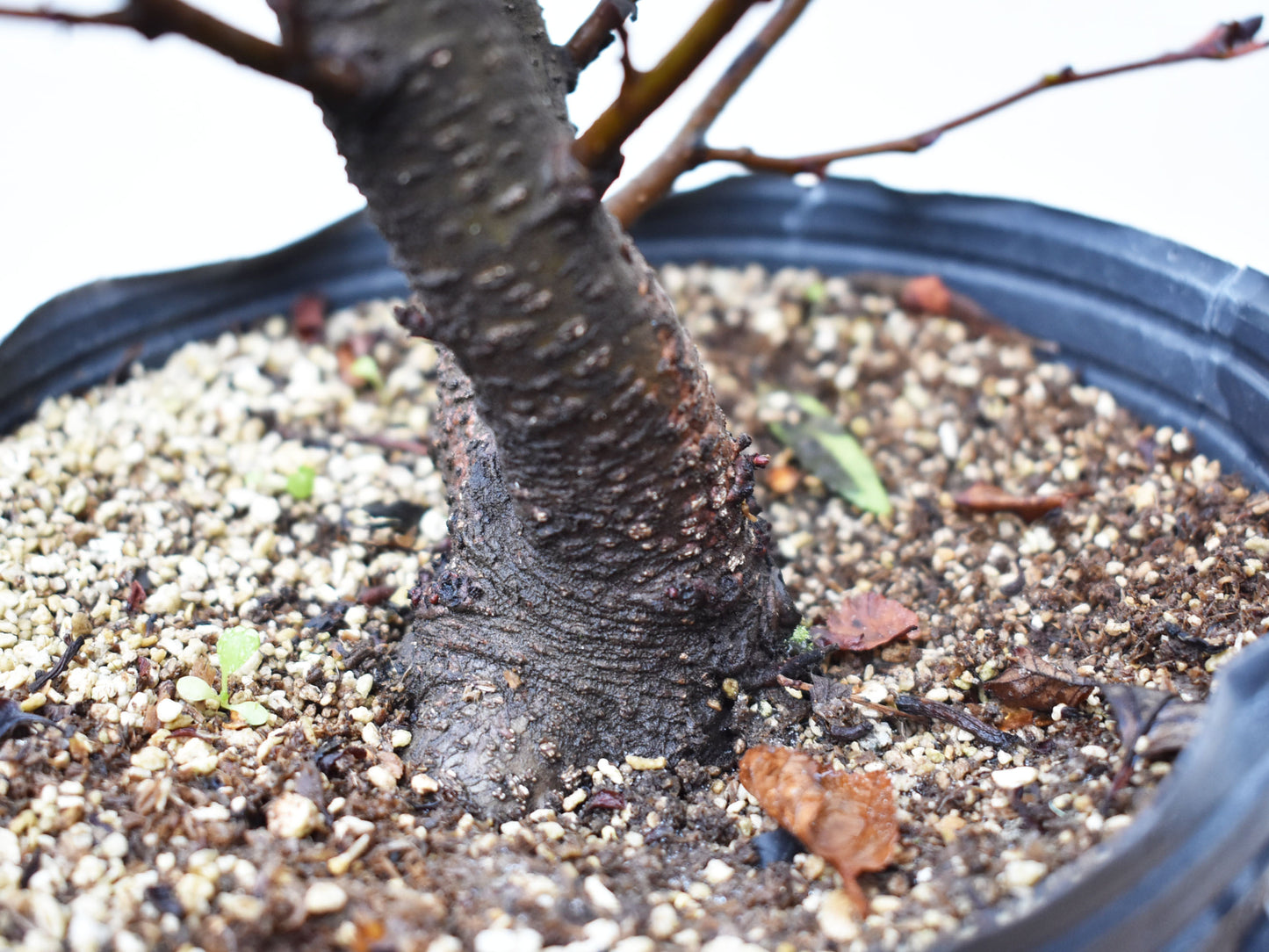 ALISO GRIS (Alnus Incana)