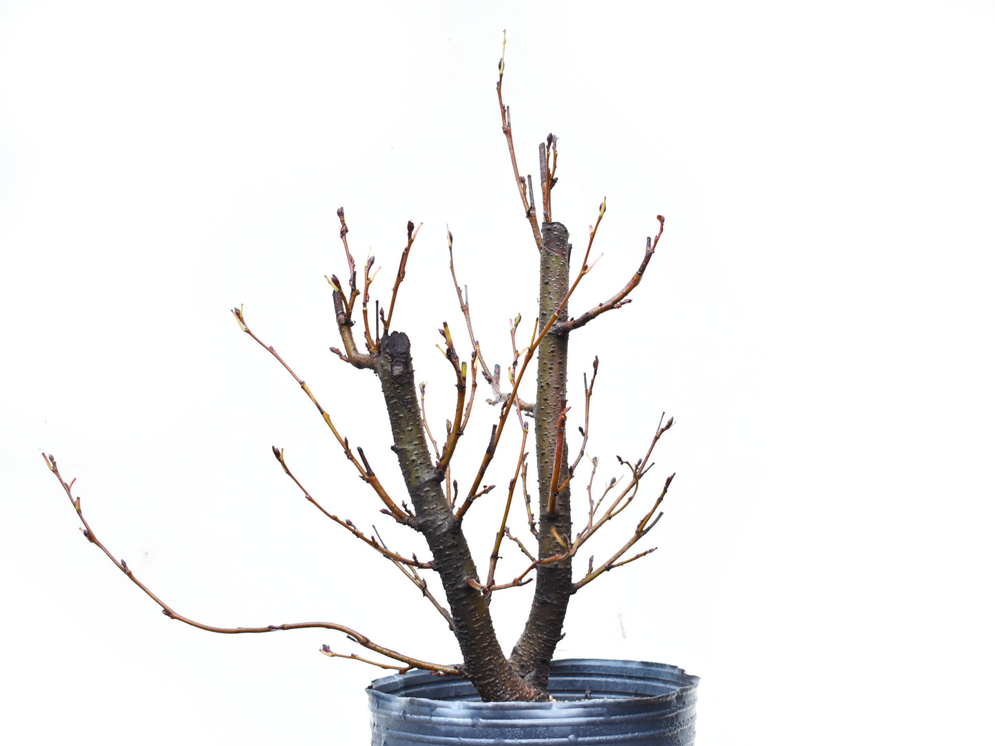 ALISO GRIS (Alnus Incana)