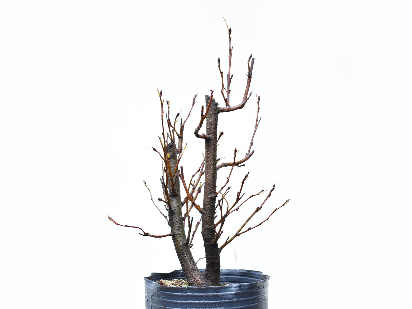 ALISO GRIS (Alnus Incana)
