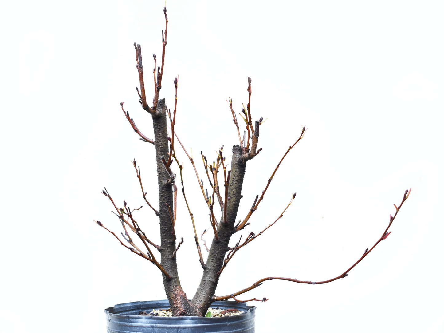 ALISO GRIS (Alnus Incana)