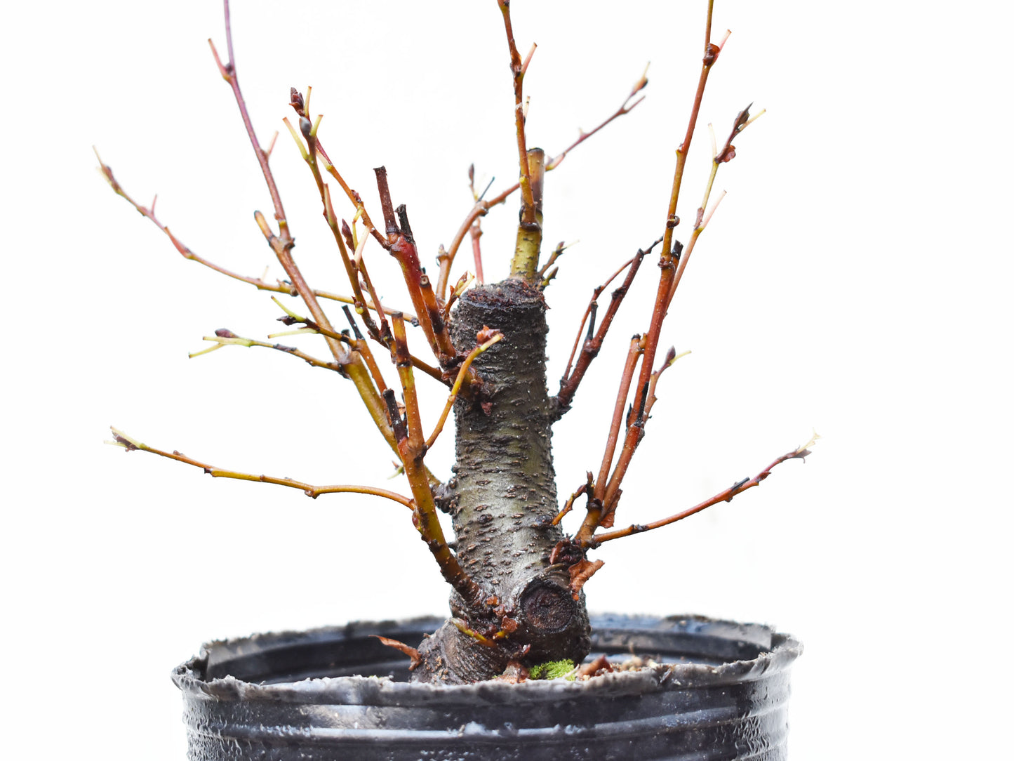 ALISO GRIS (Alnus Incana)