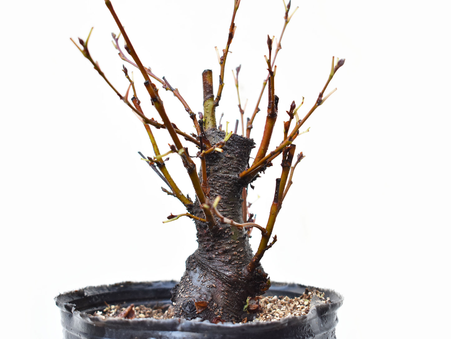 ALISO GRIS (Alnus Incana)