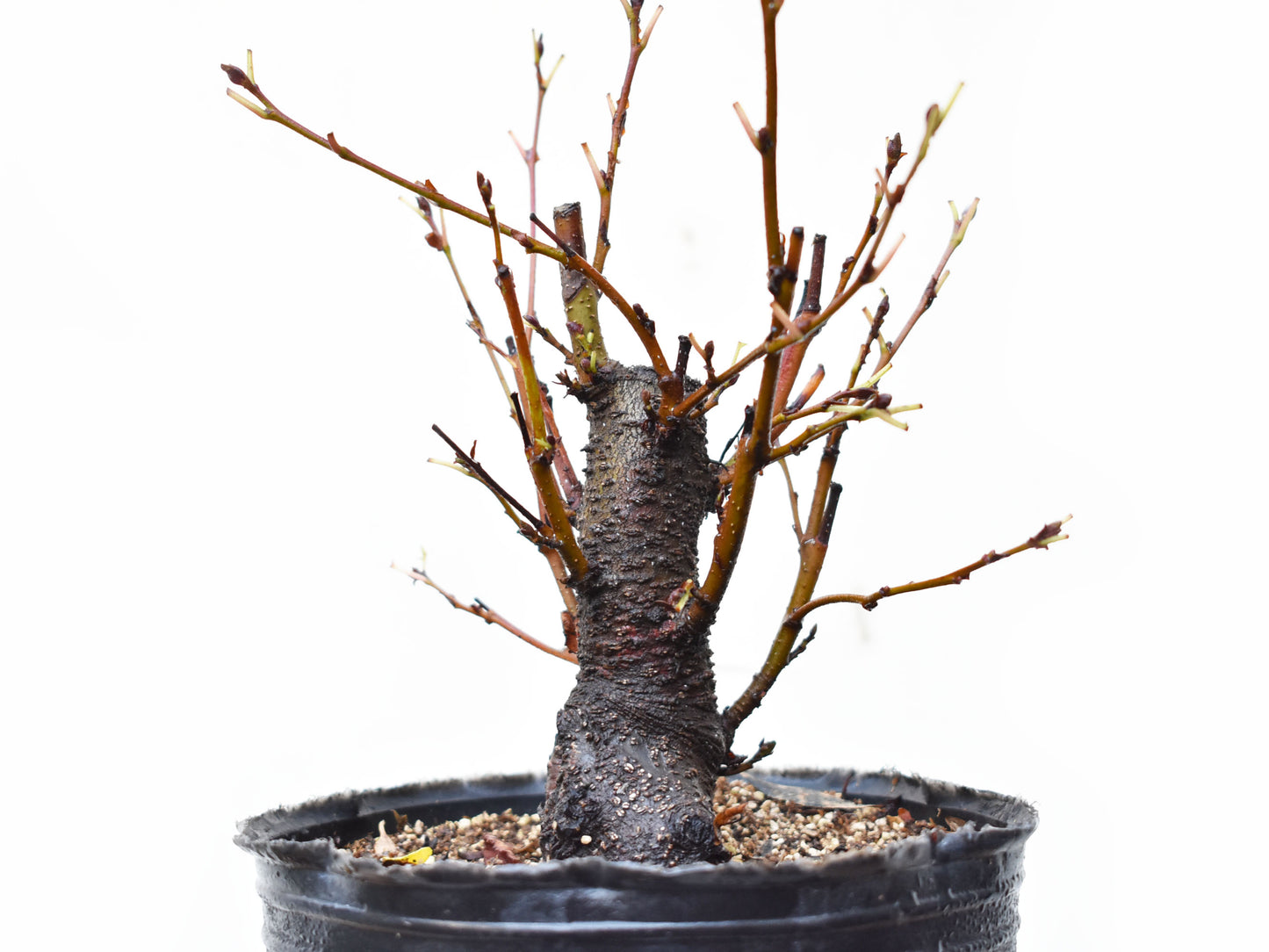 ALISO GRIS (Alnus Incana)