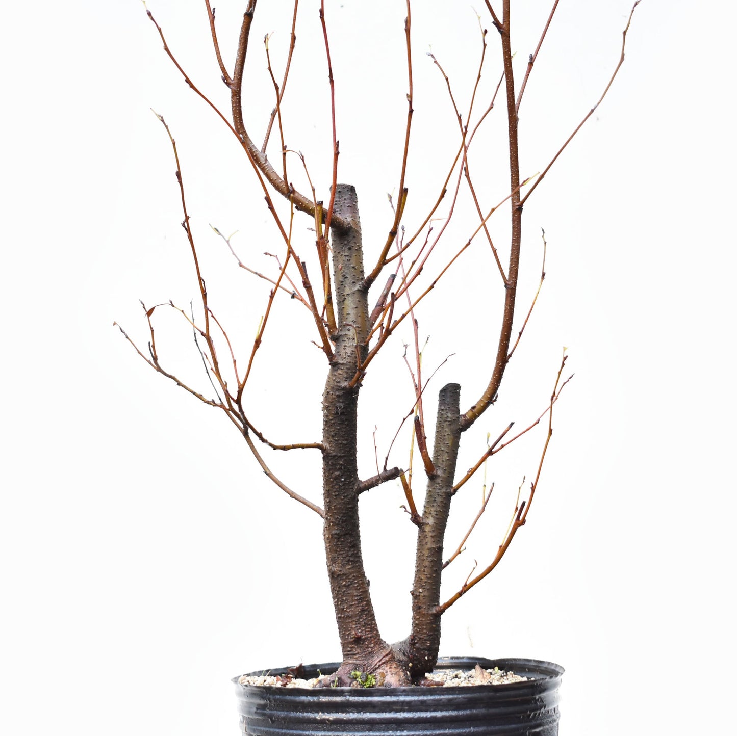 ALISO GRIS (Alnus Incana)