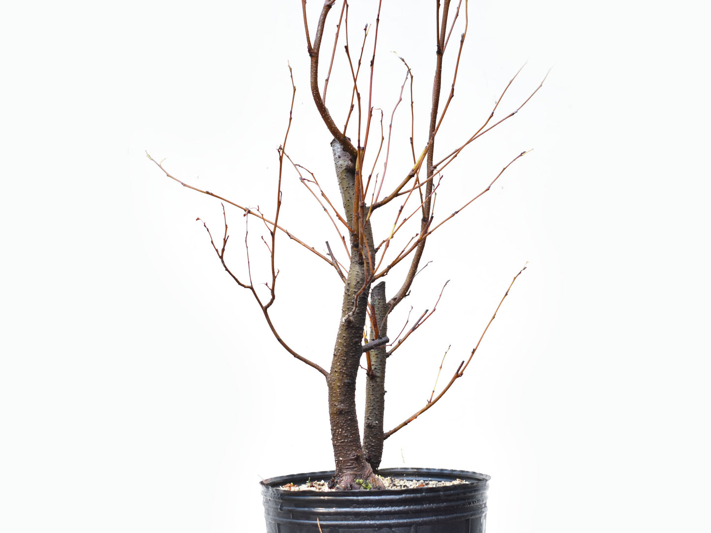 ALISO GRIS (Alnus Incana)