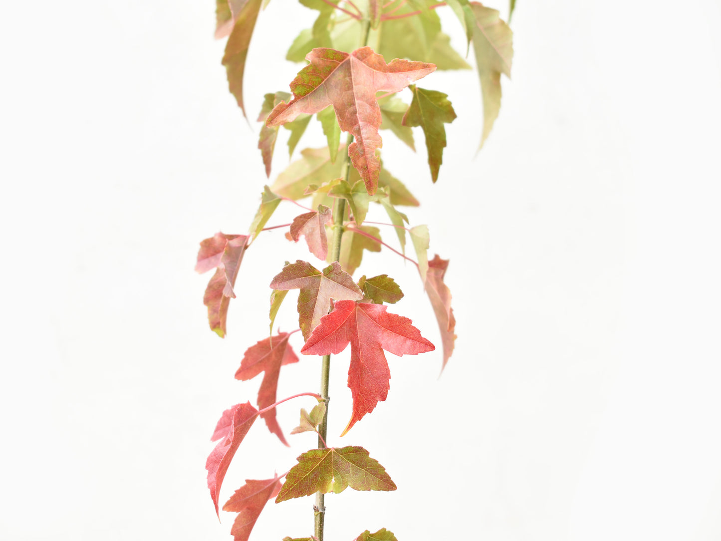 ARCE TRIDENTADO (Acer Buergerianum)