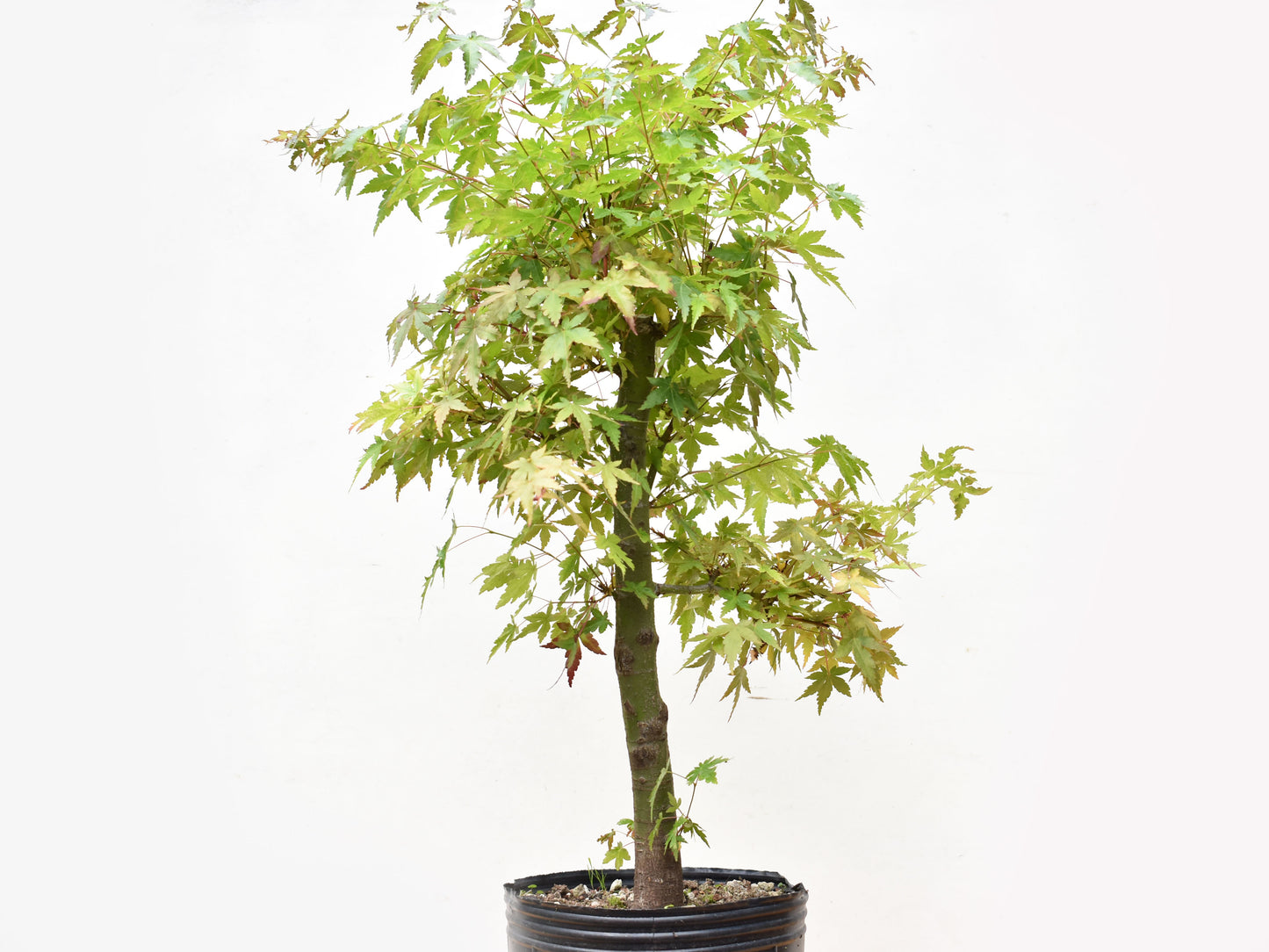 ARCE JAPONES (Acer Palmatum)