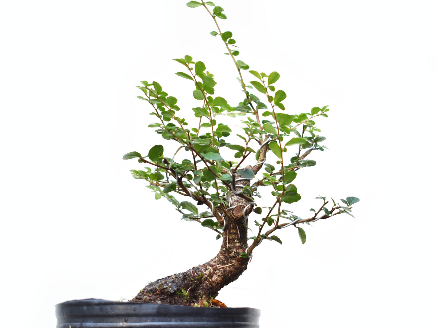 AZARA MICROPHYLLA