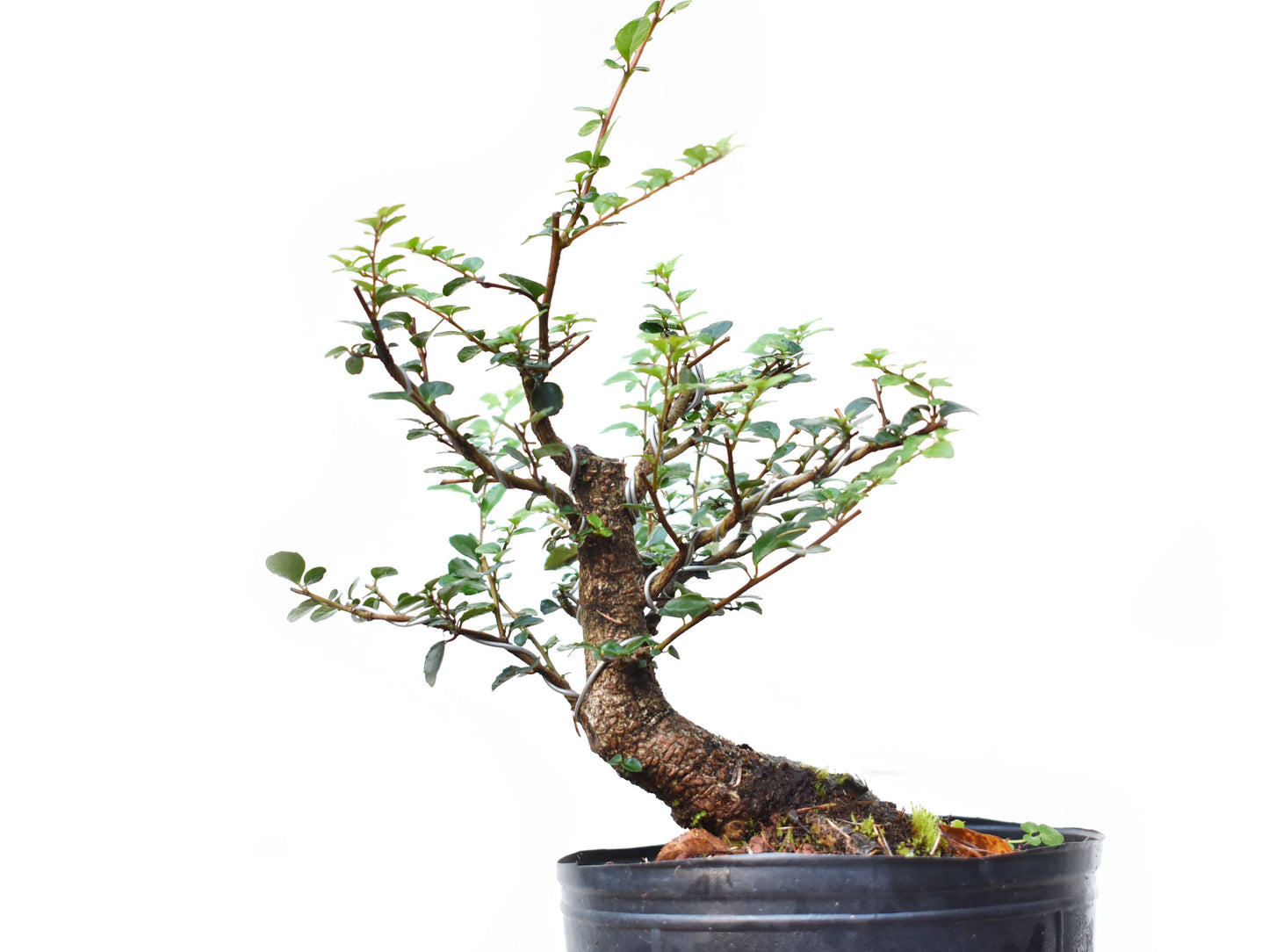AZARA MICROPHYLLA