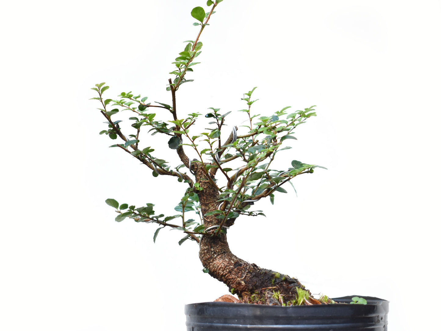 AZARA MICROPHYLLA