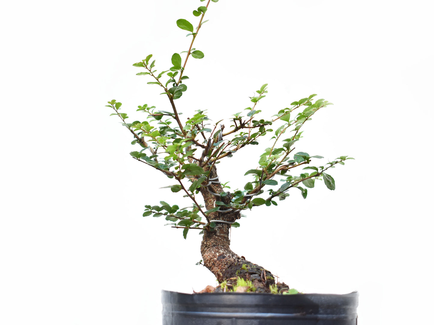 AZARA MICROPHYLLA