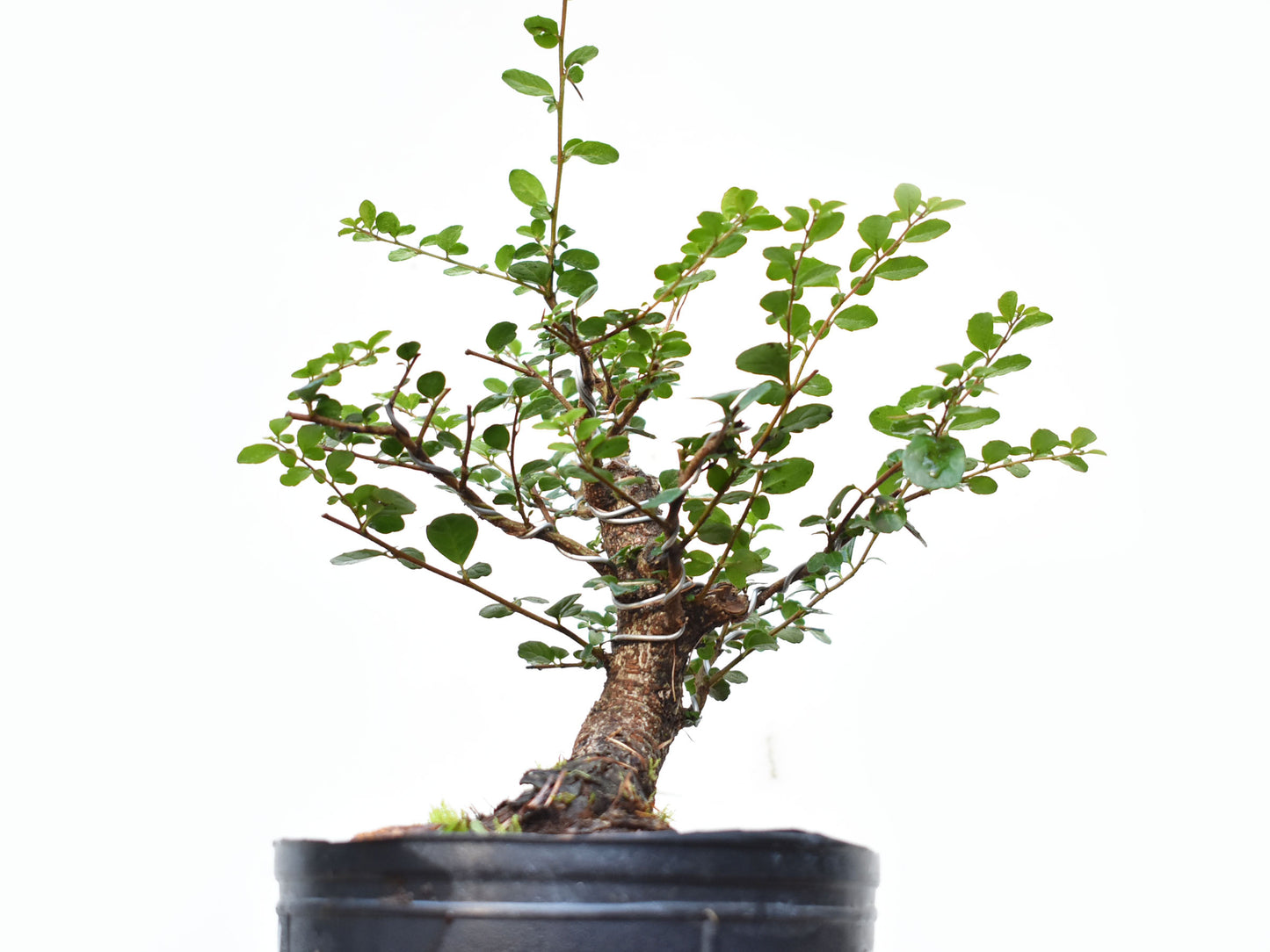 AZARA MICROPHYLLA