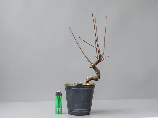 KAEDE (Arce Buergerianum)