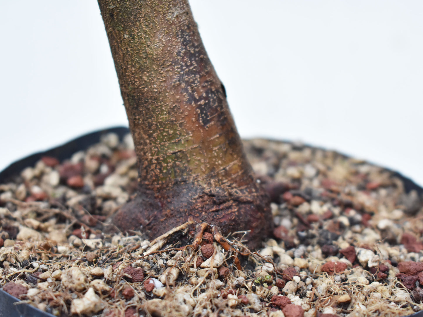 ACER TRIDENTADO Acer Buergerianum)