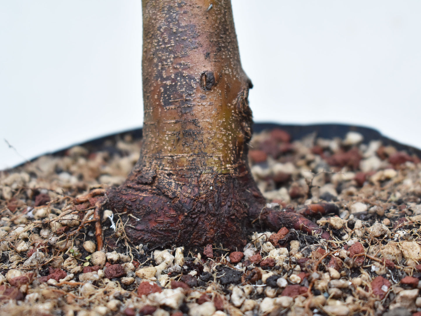 ACER TRIDENTADO Acer Buergerianum)