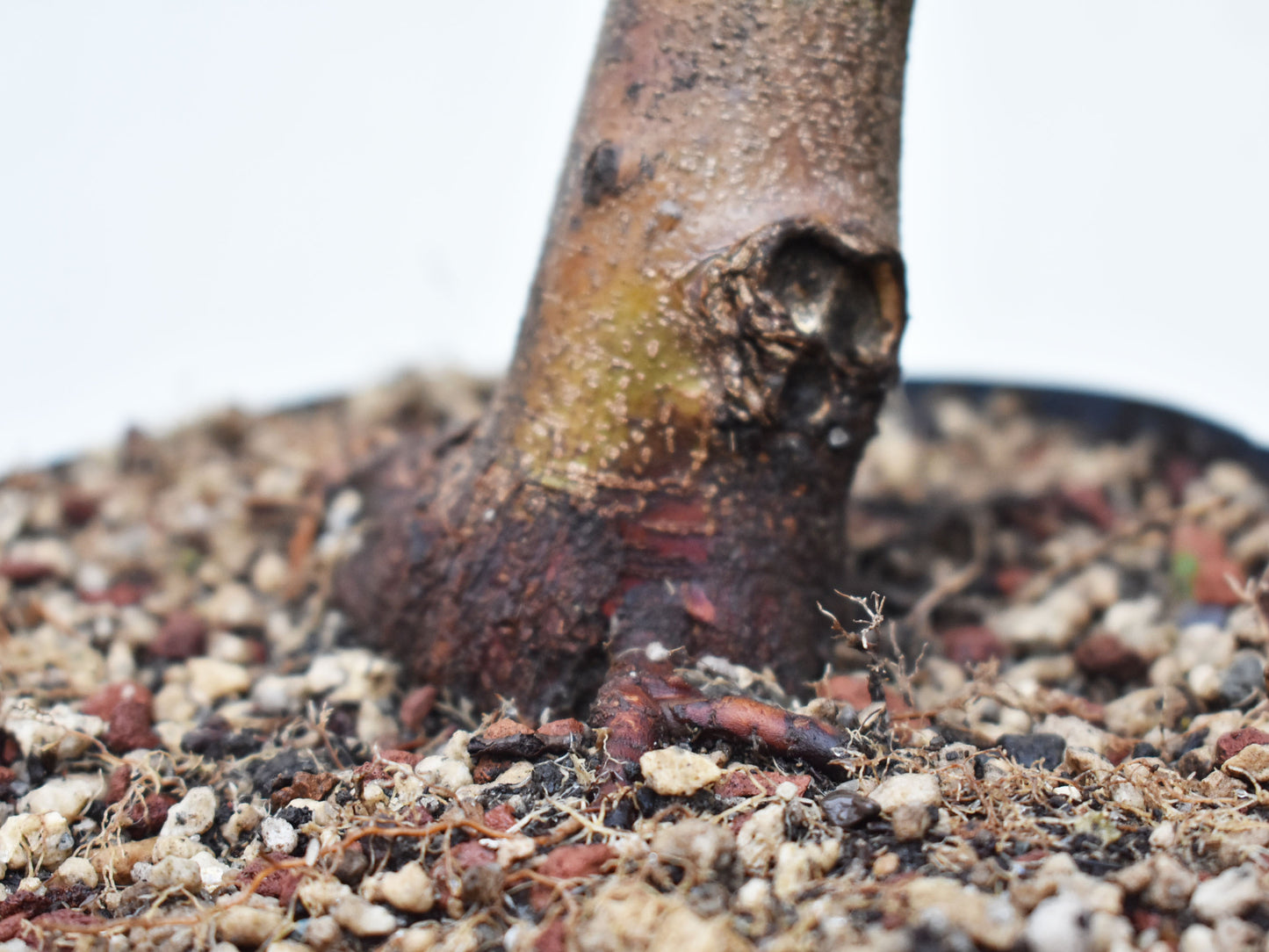 ACER TRIDENTADO Acer Buergerianum)