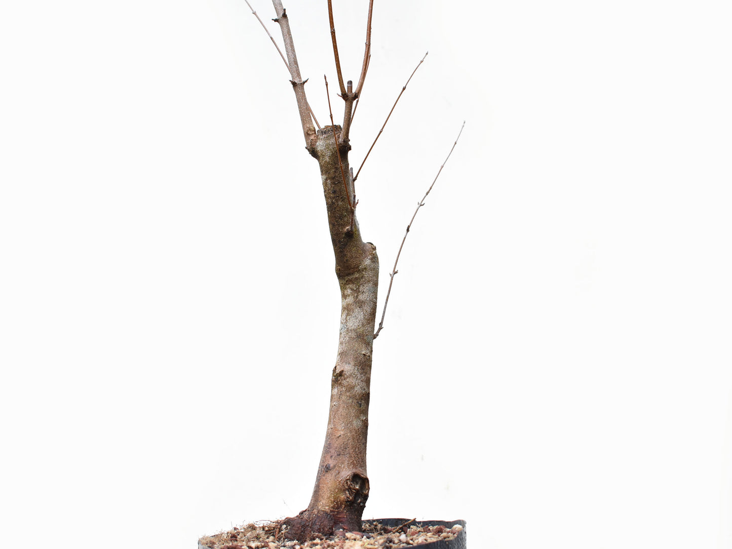 ACER TRIDENTADO Acer Buergerianum)