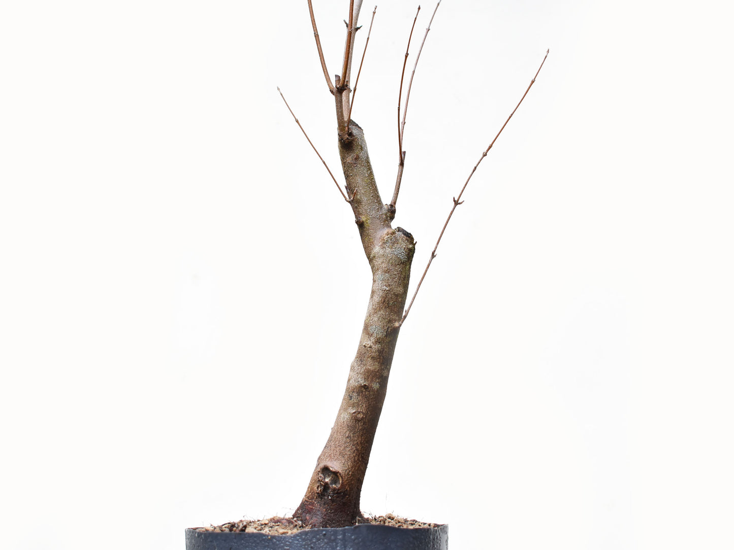 ACER TRIDENTADO Acer Buergerianum)