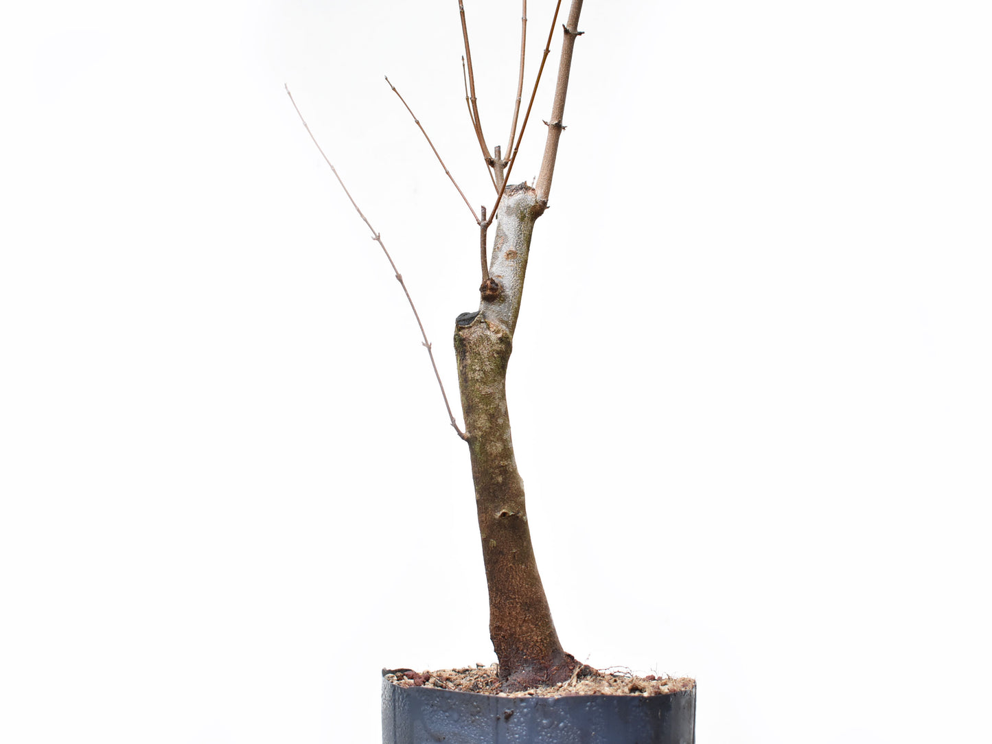 ACER TRIDENTADO Acer Buergerianum)