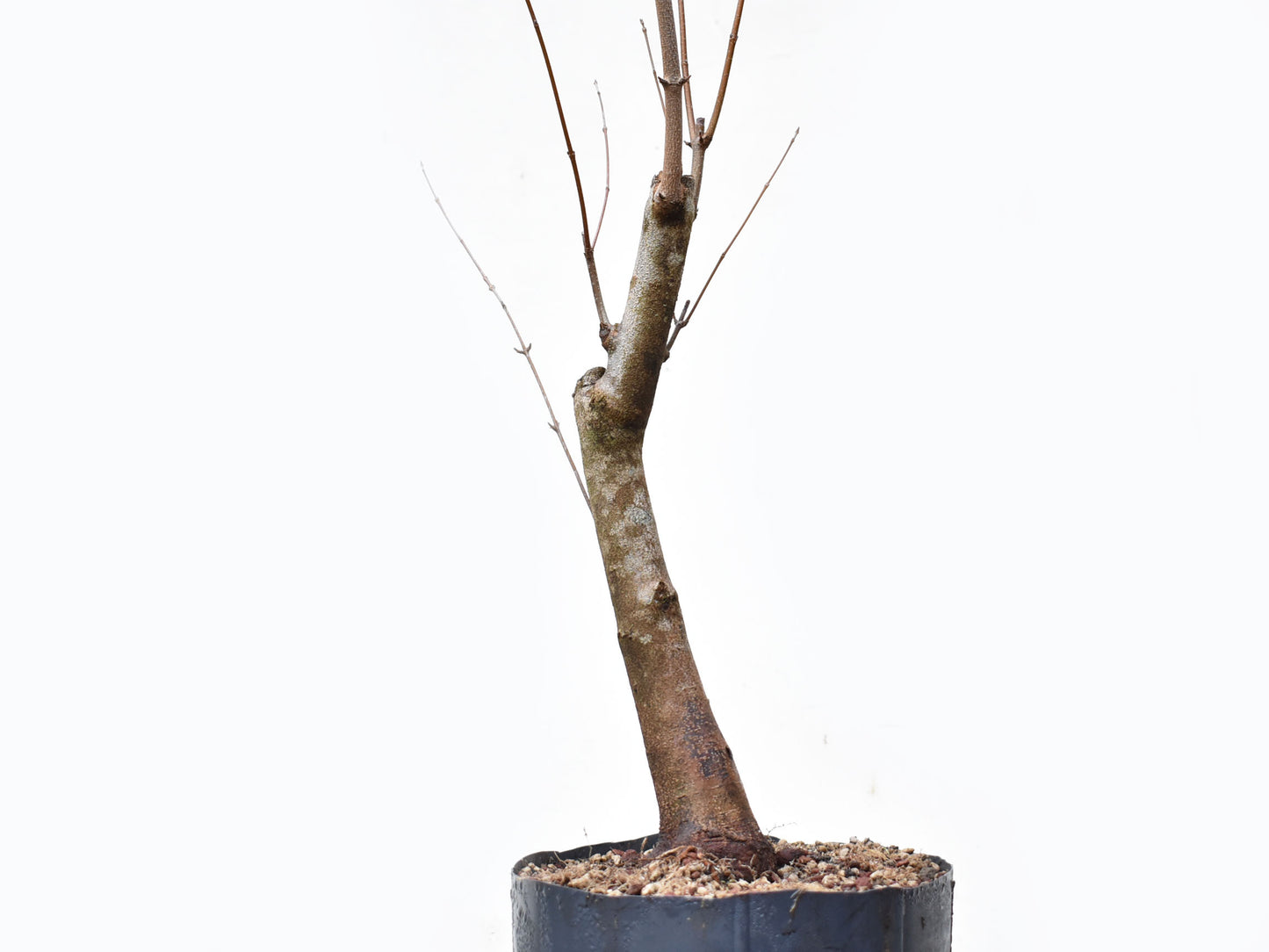 ACER TRIDENTADO Acer Buergerianum)