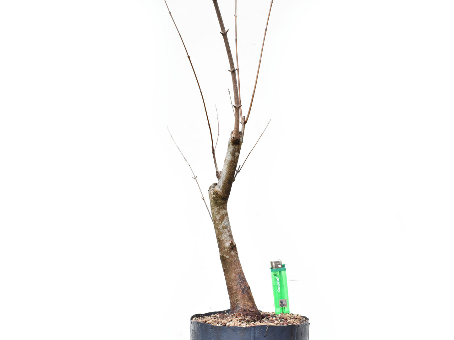 ACER TRIDENTADO Acer Buergerianum)