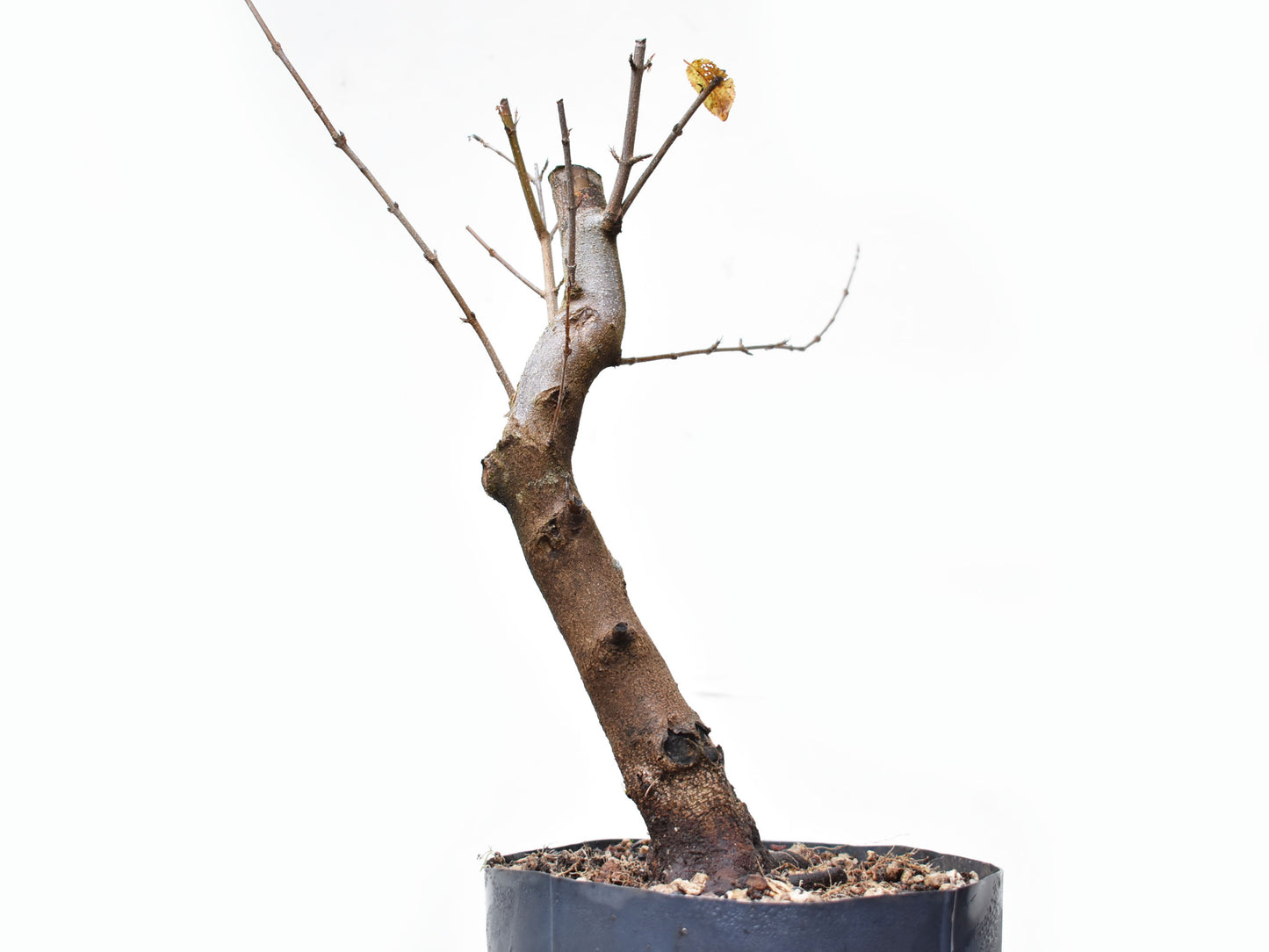 ACER TRIDENTADO Acer Buergerianum)