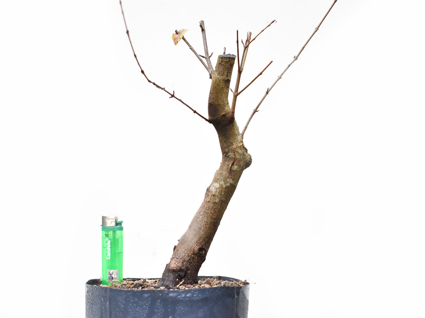 ACER TRIDENTADO Acer Buergerianum)