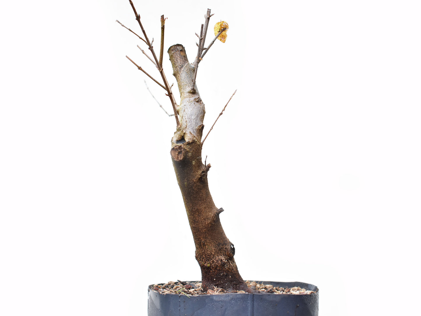 ACER TRIDENTADO Acer Buergerianum)