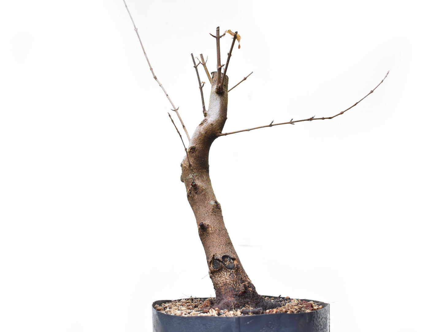 ACER TRIDENTADO Acer Buergerianum)