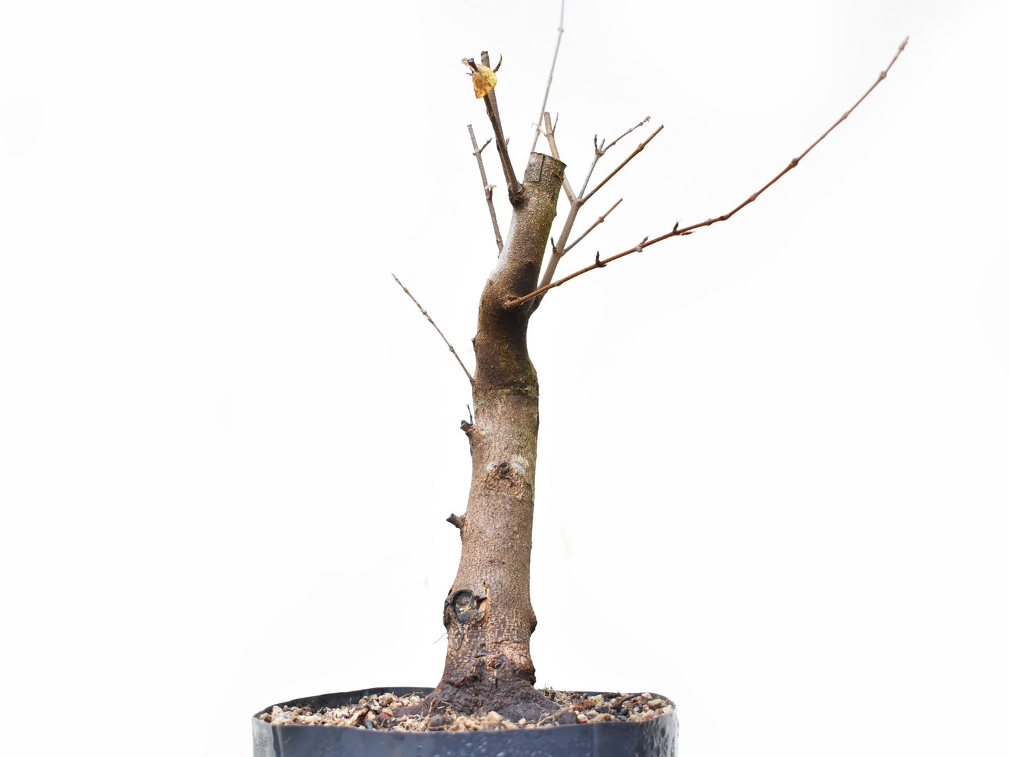 ACER TRIDENTADO Acer Buergerianum)